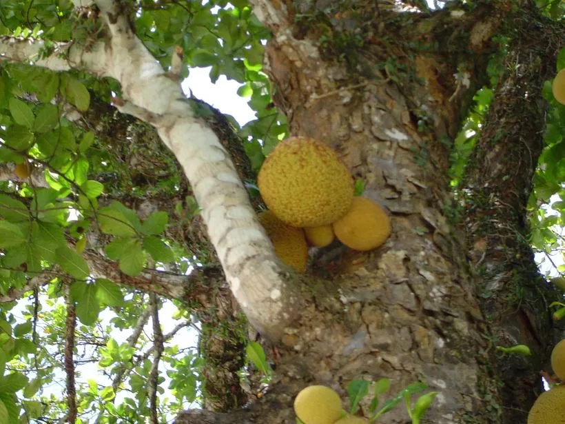 Jaqueira em Abreu e Lima