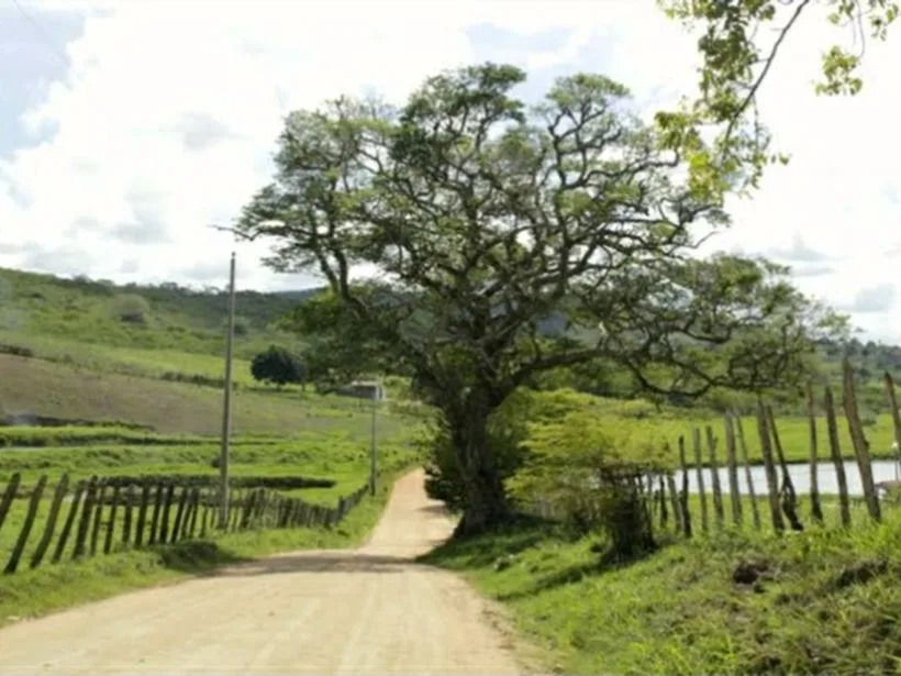 Aroeira histórica em Arapiraca