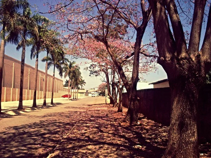 Vista de área verde em Ariquemes