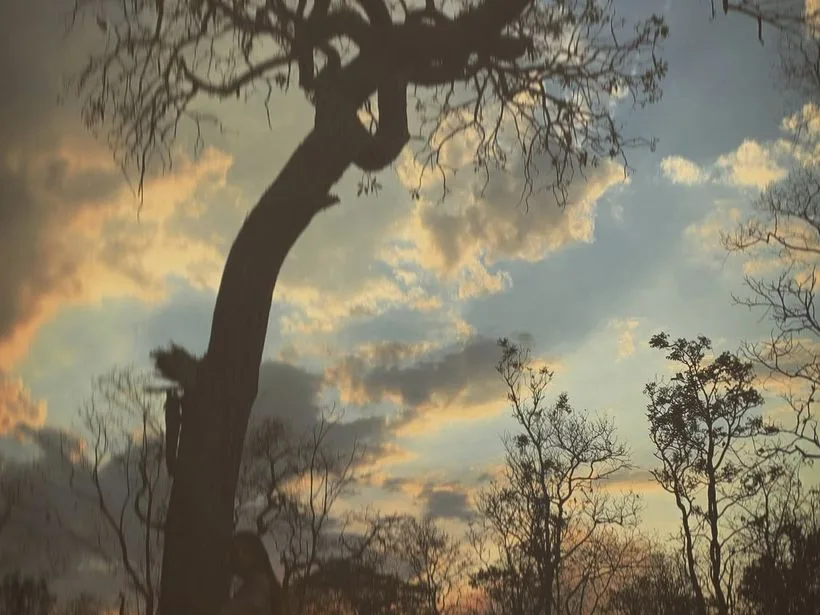 Paisagem de cerrado em Barreiras, no oeste da Bahia