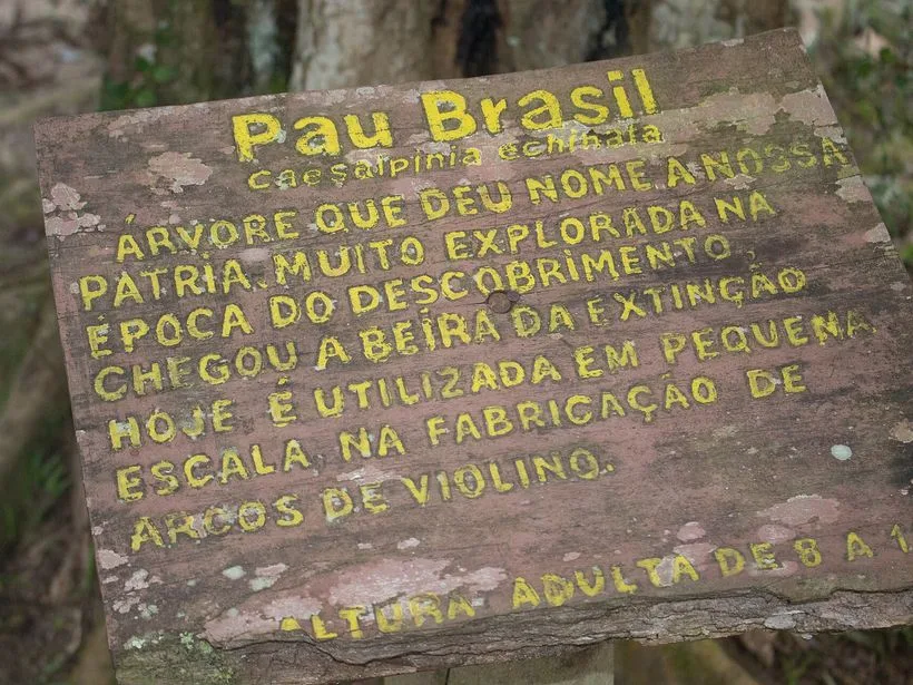 Mata Atlântica no Parque Estadual da Serra do Mar em Caraguatatuba