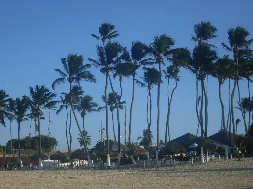 Coqueiros na praia do Cumbuco