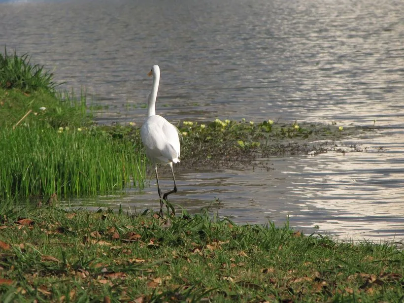 Garça no Parque Ecológico de Indaiatuba
