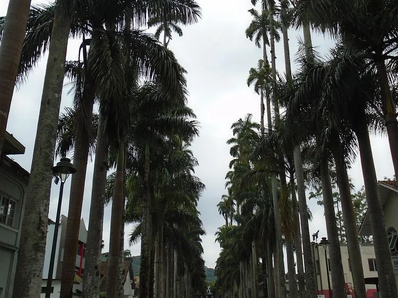 Rua das Palmeiras em Joinville