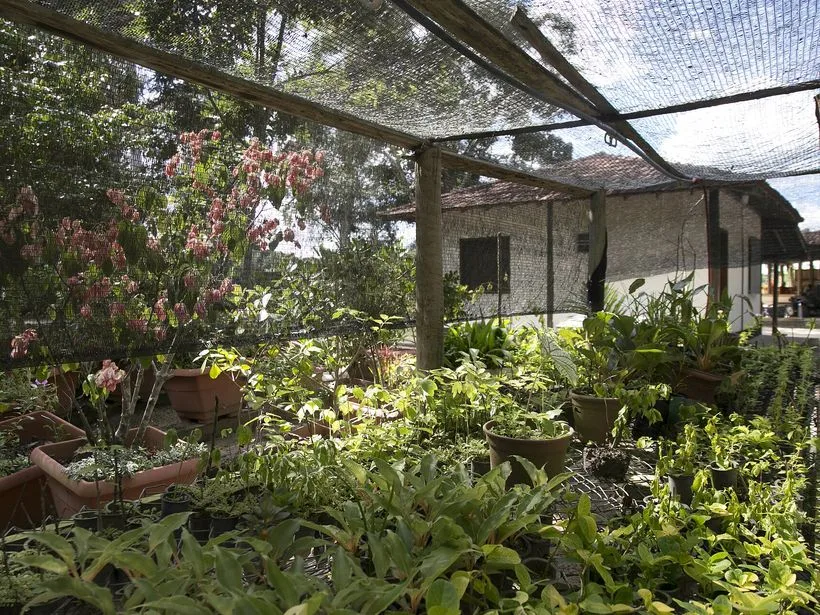 Floresta de Mata Atlântica na Reserva Natural Vale em Linhares
