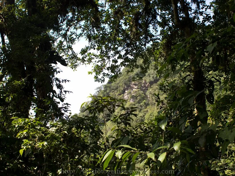 Flora da Serra de Maranguape