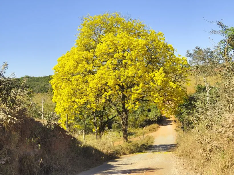 Árvore de ipê florido em Nova Serrana