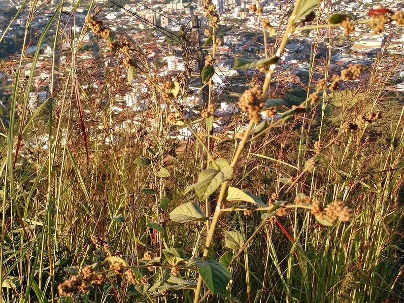 Vista da cidade de Pará de Minas