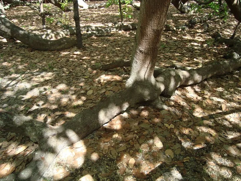 Maior Cajueiro do Mundo em Parnamirim