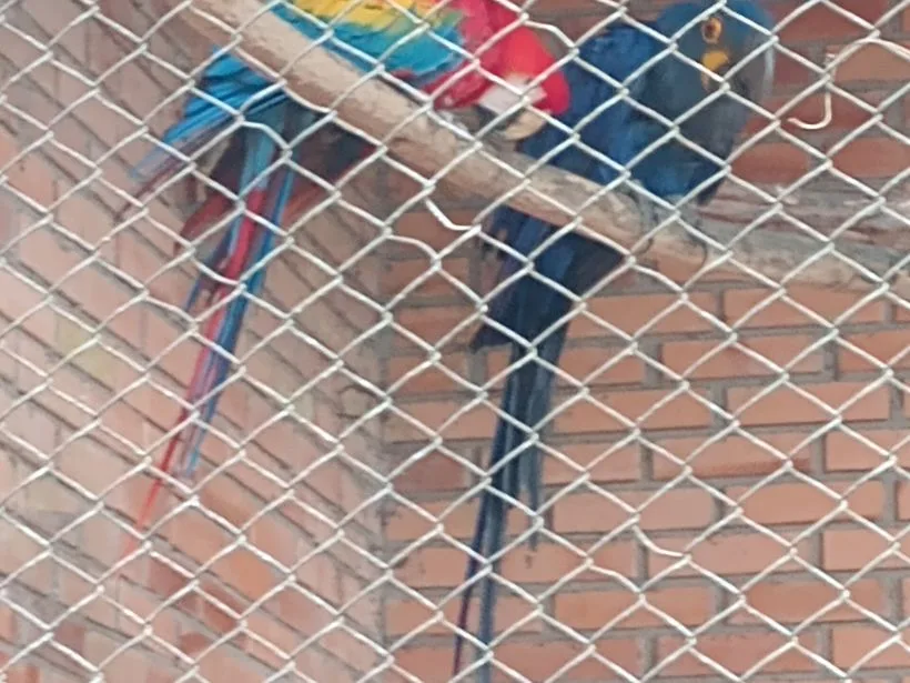 Araras no zoológico de Sapucaia do Sul