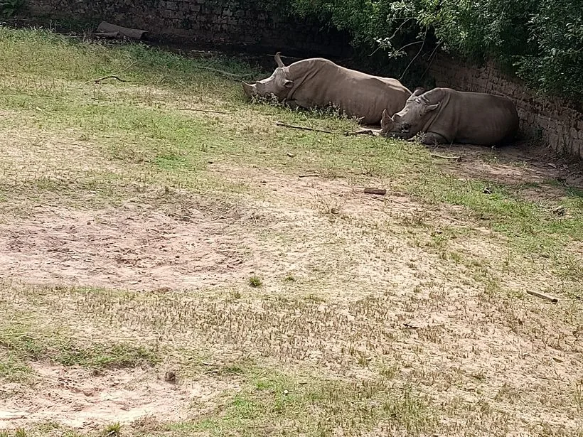 Rinoceronte no zoológico de Sapucaia do Sul