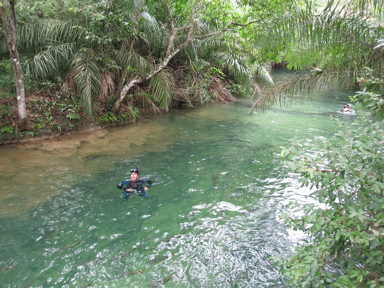 Águas cristalinas do Rio Formoso em Bonito, Mato Grosso do Sul, cercado pela mata da Serra da Bodoquena