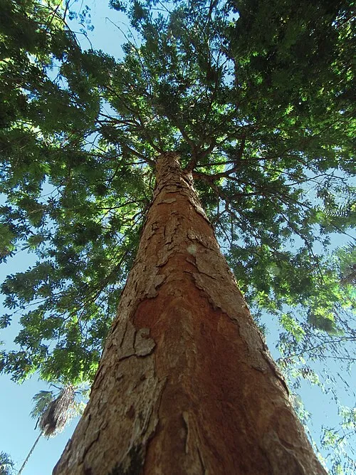 Tronco de pau-brasil visto de baixo, com casca alaranjada descascando e a copa verde contra o céu