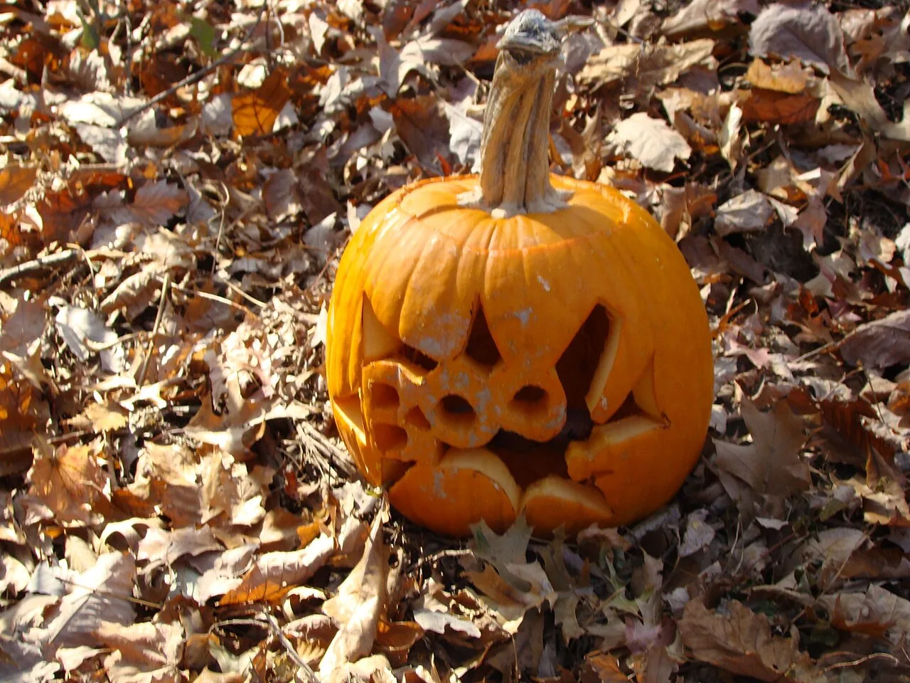Abóbora entalhada de Halloween (jack-o-lantern) acesa por dentro, sobre folhas secas de outono