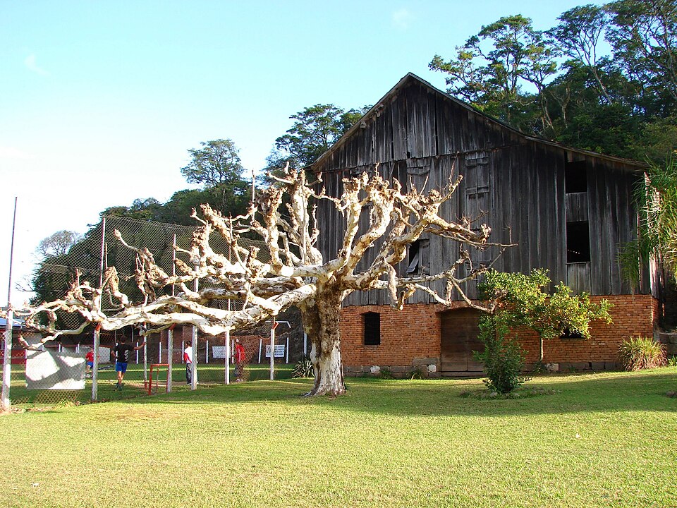 Antiga cantina de imigrantes e arvore desfolhada no Vale dos Vinhedos