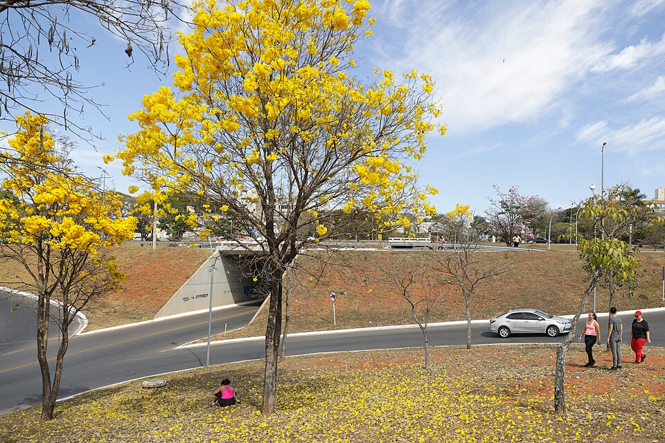 Ipes amarelos floridos ao longo de uma avenida em Brasília