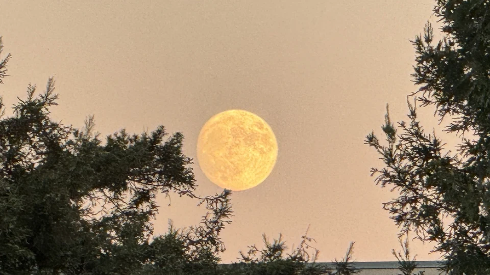 Lua quase cheia no céu do entardecer, emoldurada por galhos de árvores