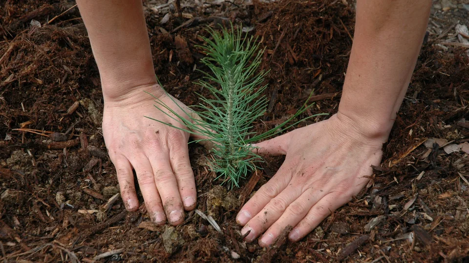 Mãos plantando uma muda de árvore na terra coberta de folhas secas